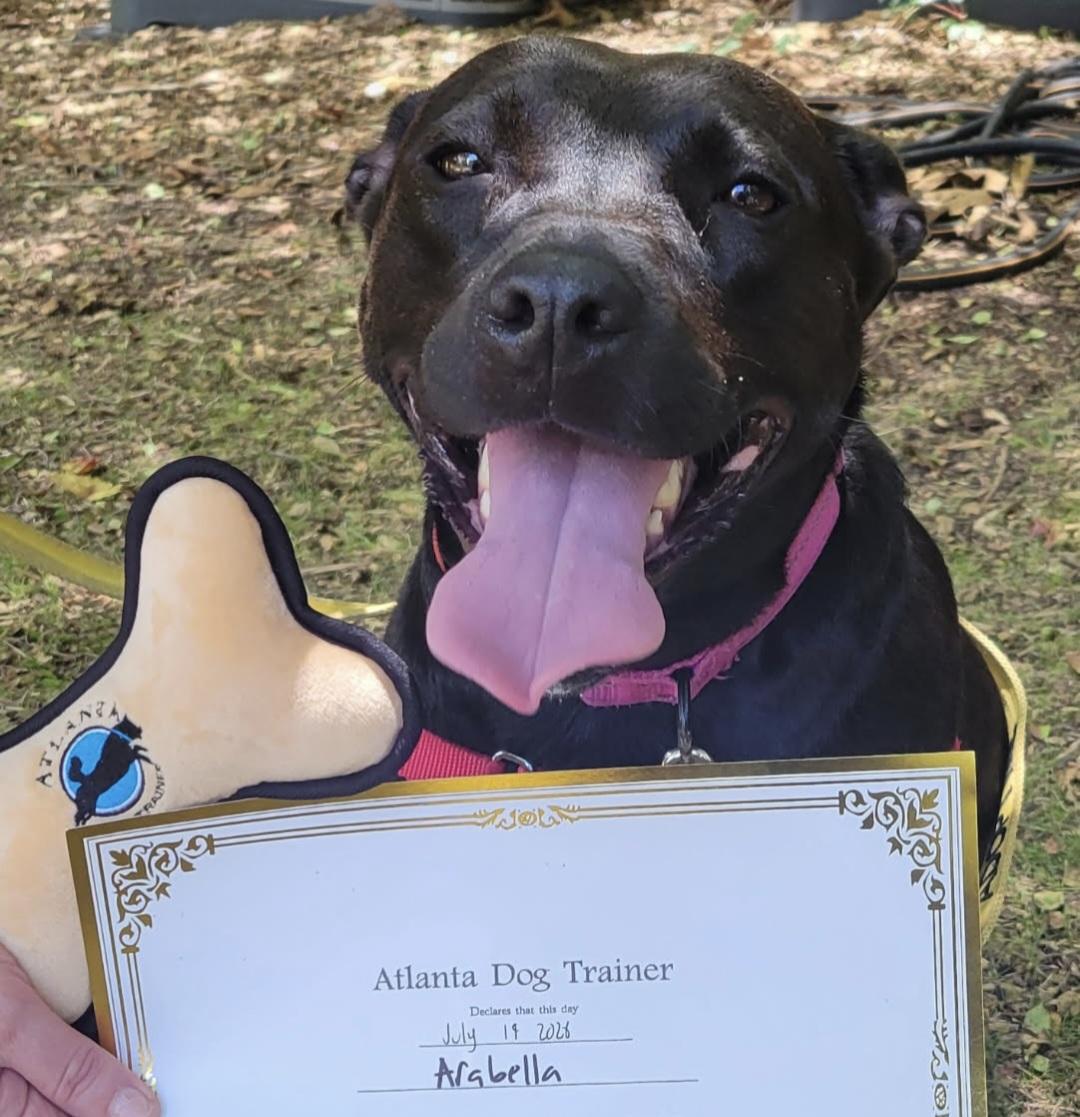 Enlarge Arabella, a Adoptable mixed breed in Roswell, GA image 2/6