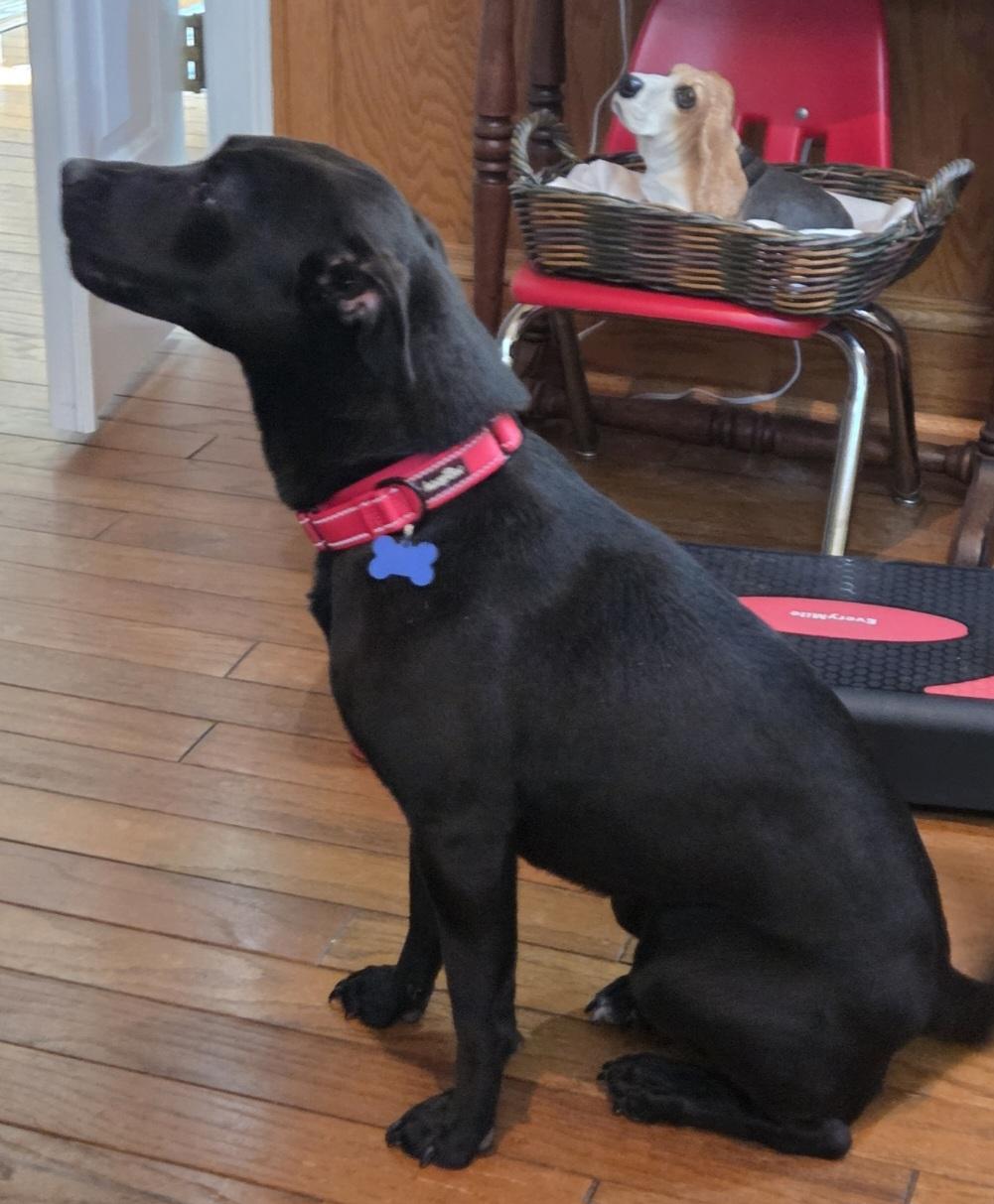 Arabella, a Adoptable mixed breed in Roswell, GA image 3/3