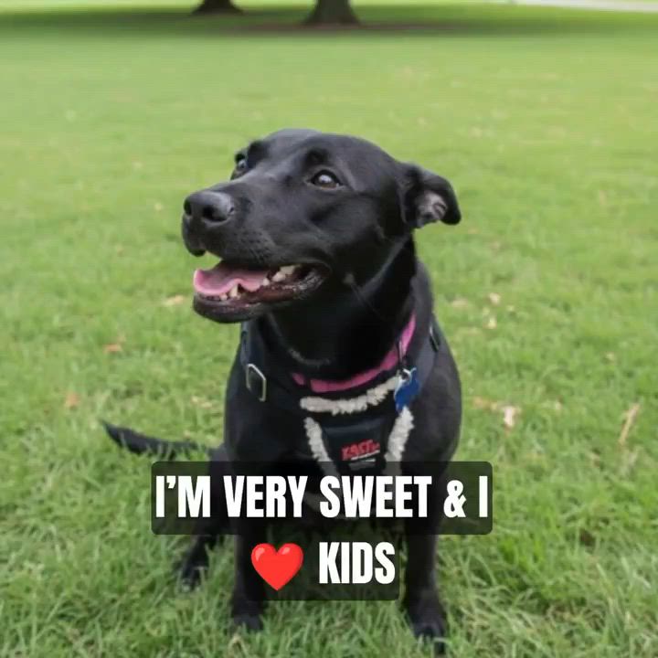 Enlarge Arabella, a Adoptable mixed breed in Roswell, GA video 5/6