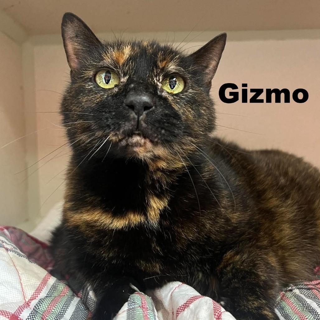 Enlarge Gizmo 260637, a Adoptable Domestic Short Hair in Escanaba, MI image 1/1