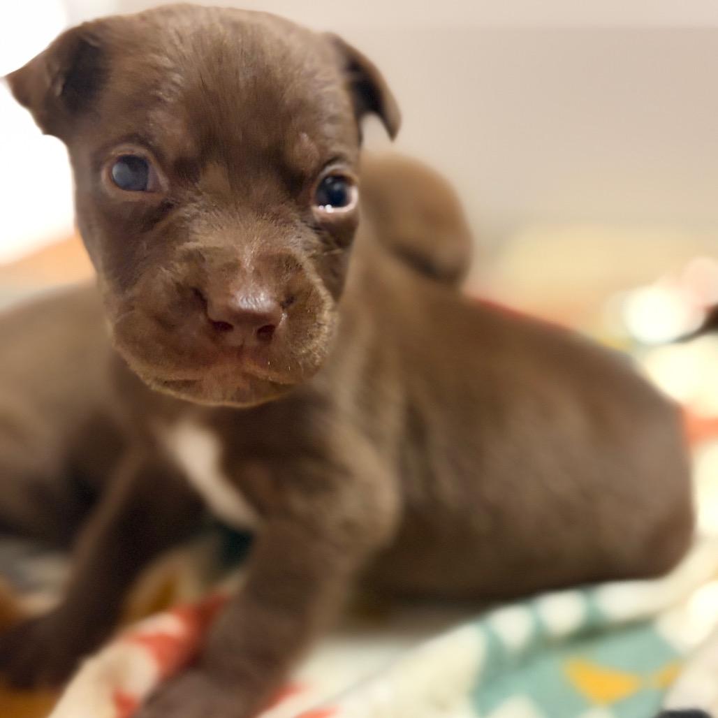 Enlarge Stron, a Adoptable Mixed Breed in North Myrtle Beach, SC image 2/4