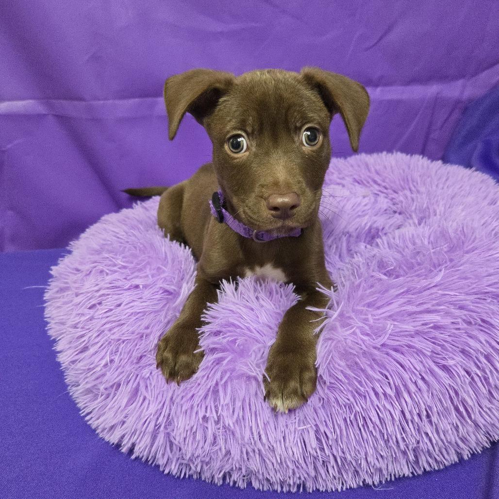 Enlarge Stron, a Adoptable Mixed Breed in North Myrtle Beach, SC image 3/4