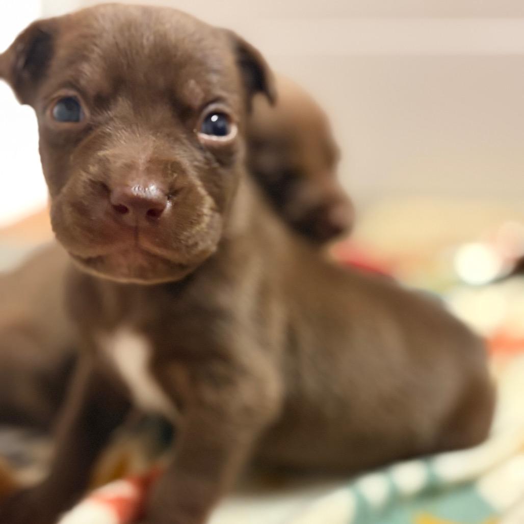 Enlarge Stron, a Adoptable Mixed Breed in North Myrtle Beach, SC image 4/4