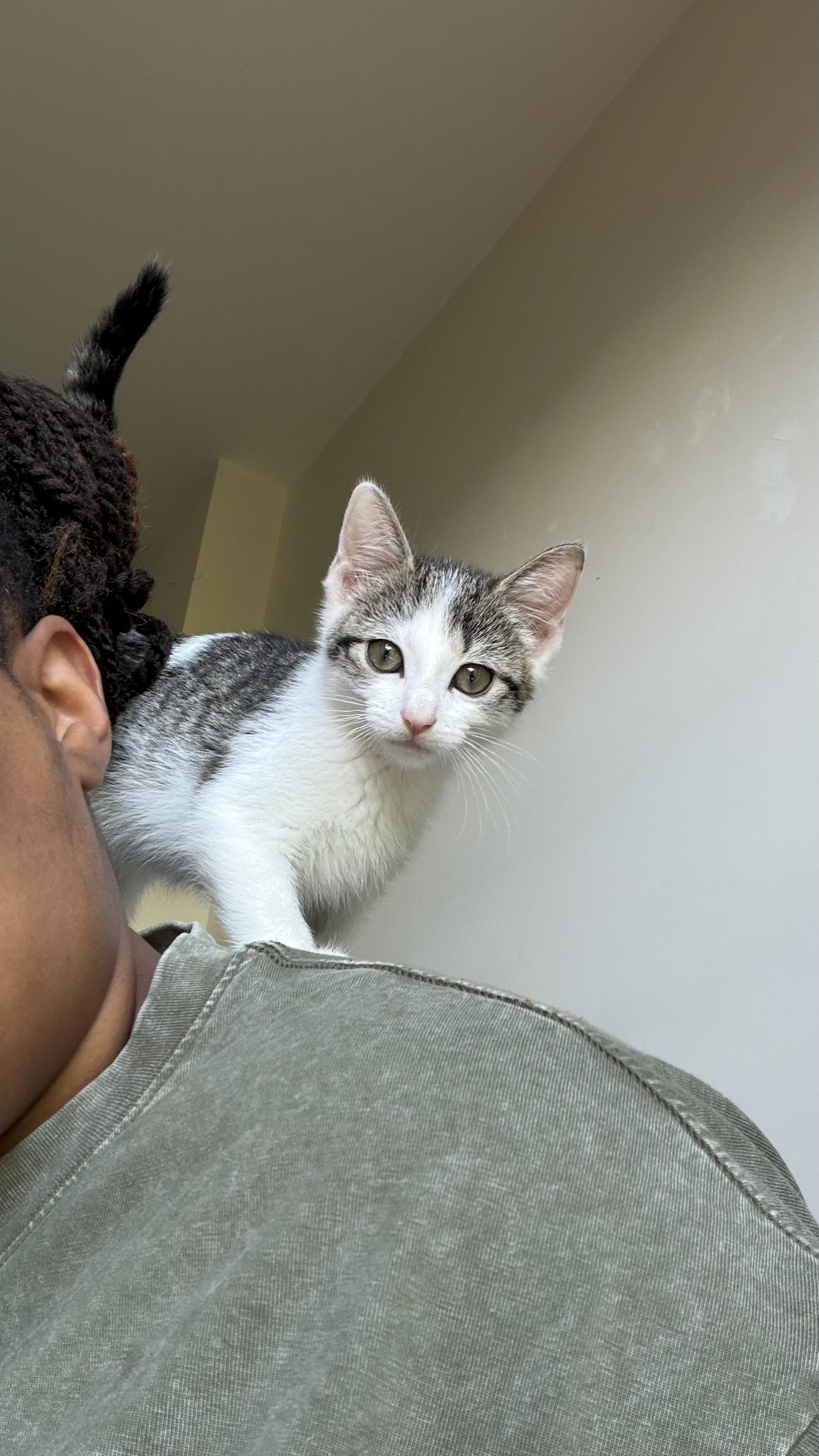 Enlarge Squeegee and Scrublet, a ADOPTABLE Domestic Short Hair in Brooklyn, NY image 3/4