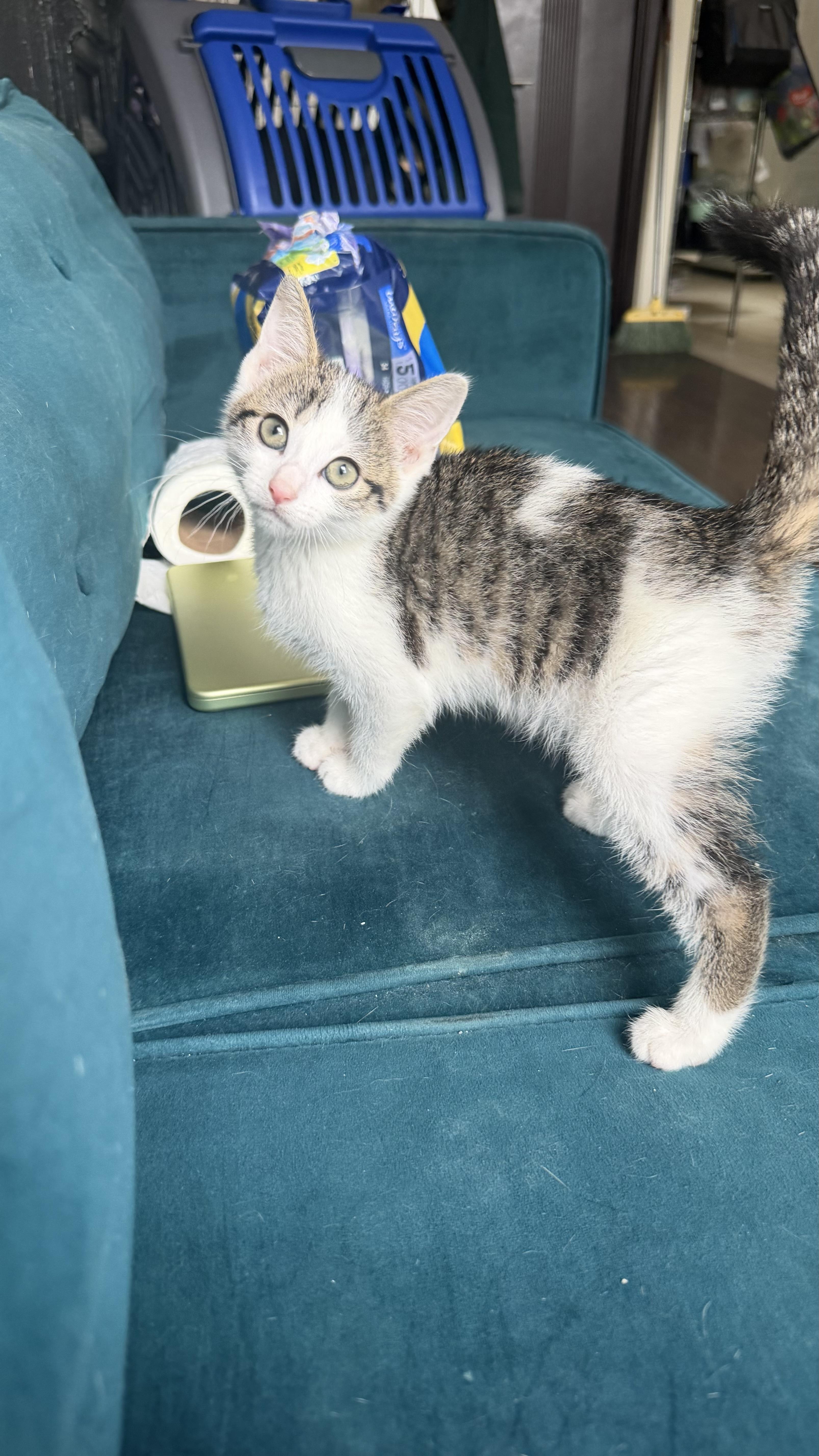 Enlarge Squeegee and Scrublet, a ADOPTABLE Domestic Short Hair in Brooklyn, NY image 2/4
