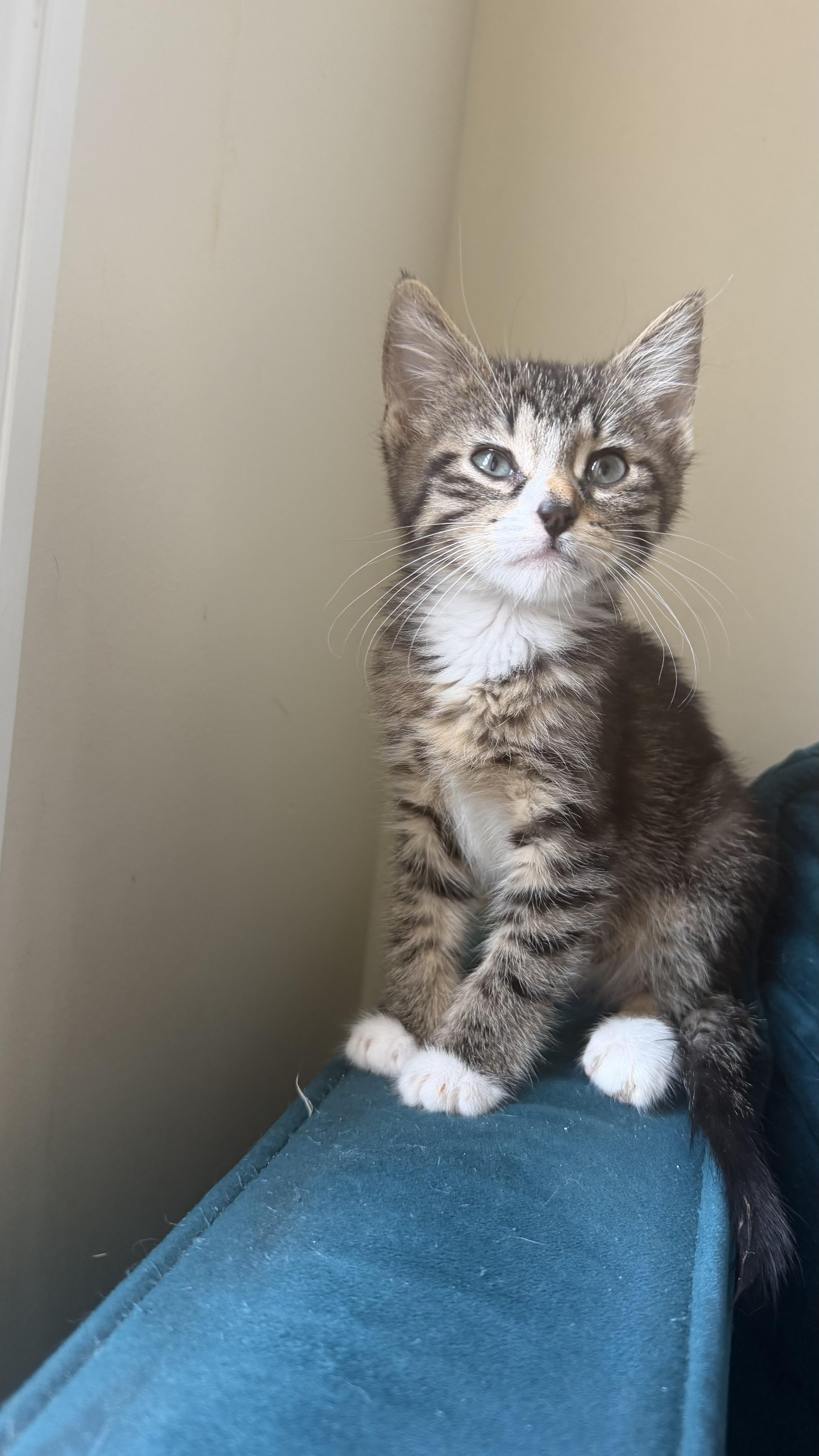 Enlarge Squeegee and Scrublet, a ADOPTABLE Domestic Short Hair in Brooklyn, NY image 4/4