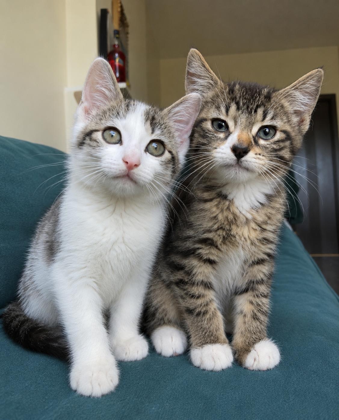 Enlarge Squeegee and Scrublet, a ADOPTABLE Domestic Short Hair in Brooklyn, NY image 1/4