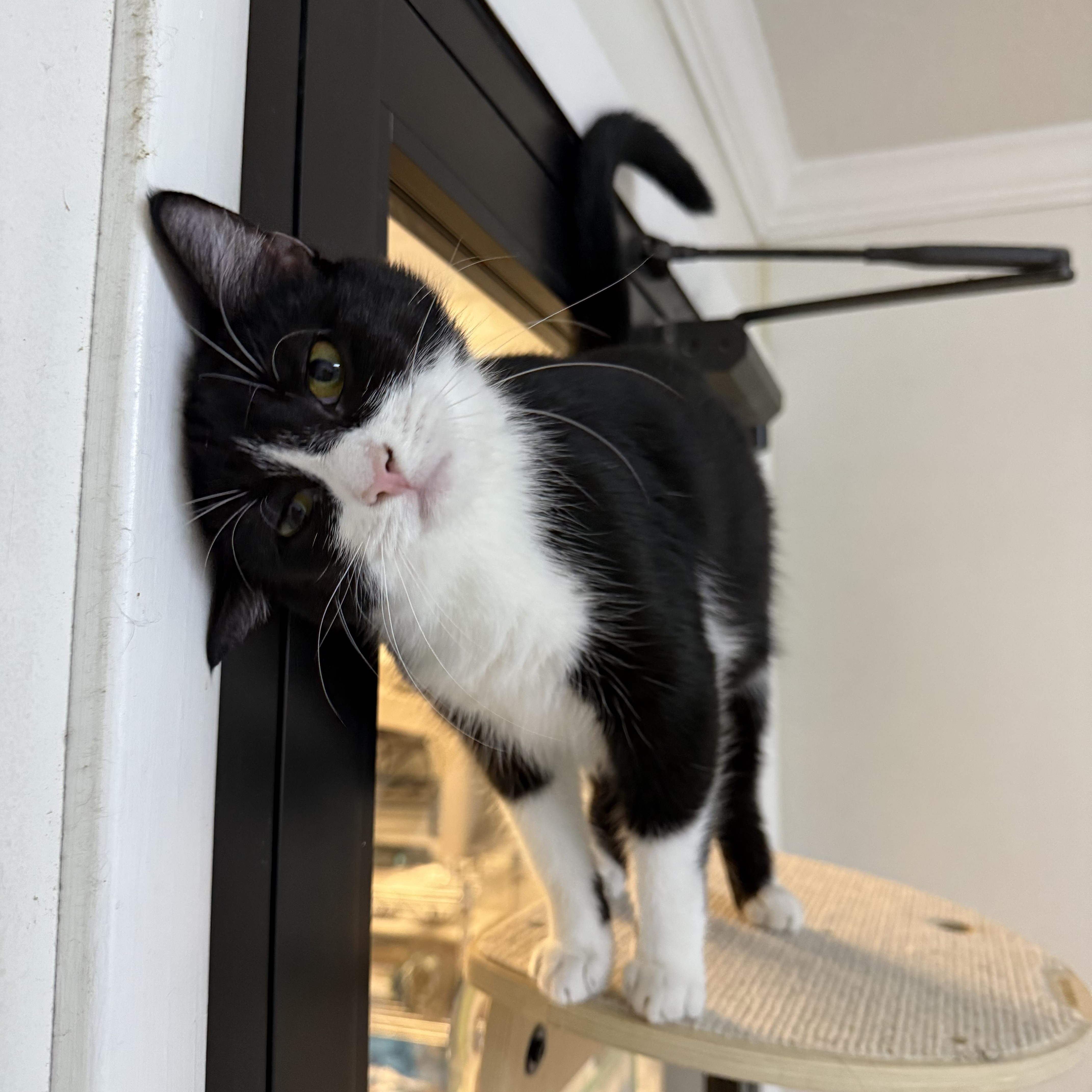 Enlarge Willow, an adopted Domestic Short Hair in Hendersonville, TN image 1/1