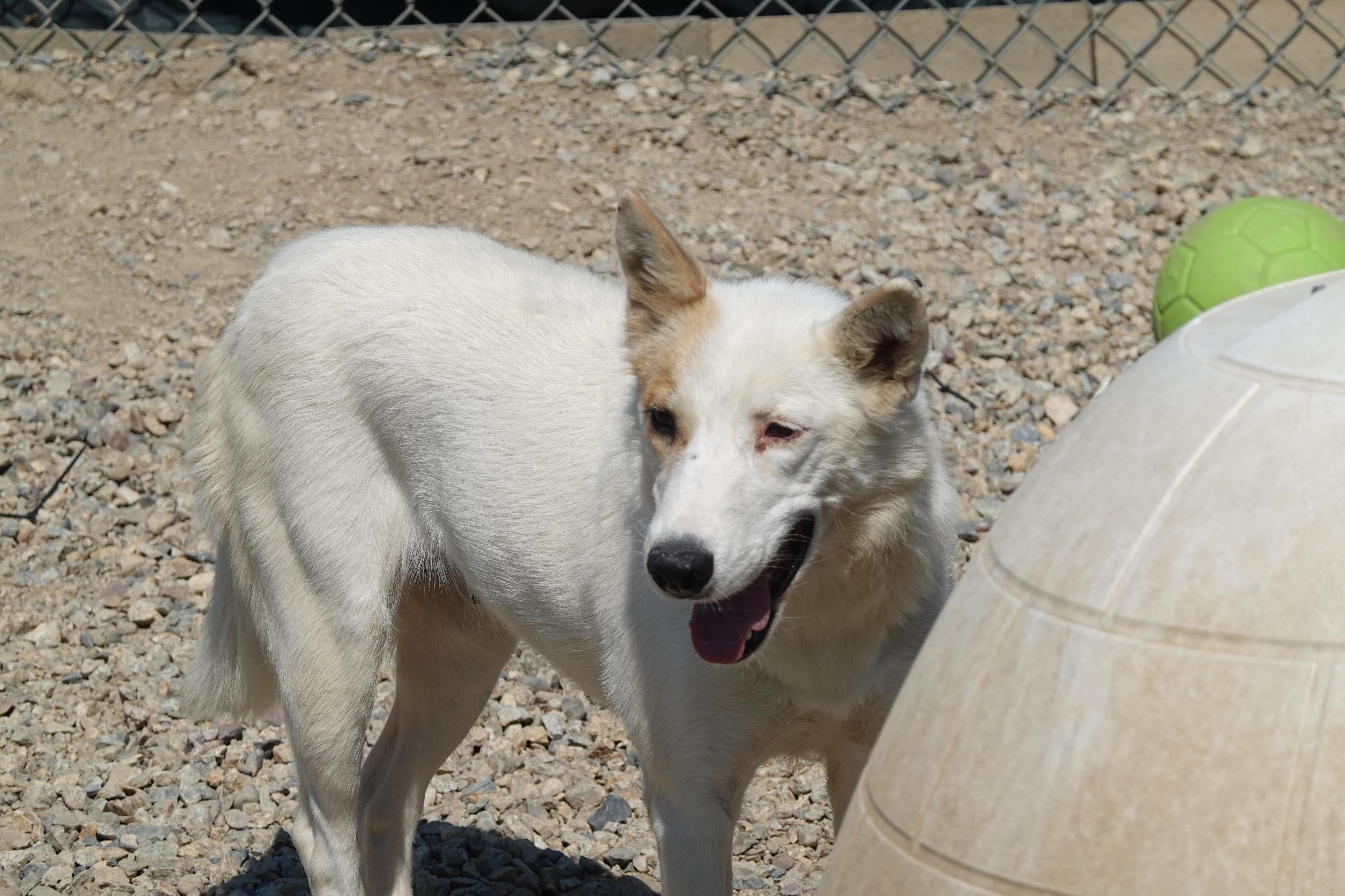 Heidi, a Adoptable mixed breed in Anaconda, MT image 3/6