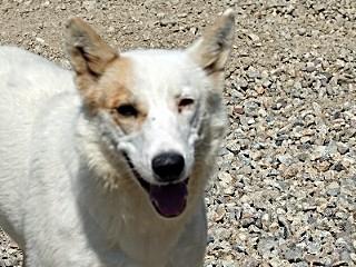 Heidi, a Adoptable mixed breed in Anaconda, MT image 1/6