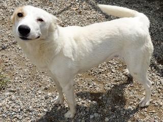 Heidi, a Adoptable mixed breed in Anaconda, MT image 4/6
