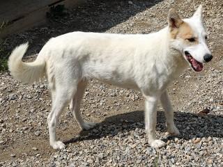 Heidi, a Adoptable mixed breed in Anaconda, MT image 5/6