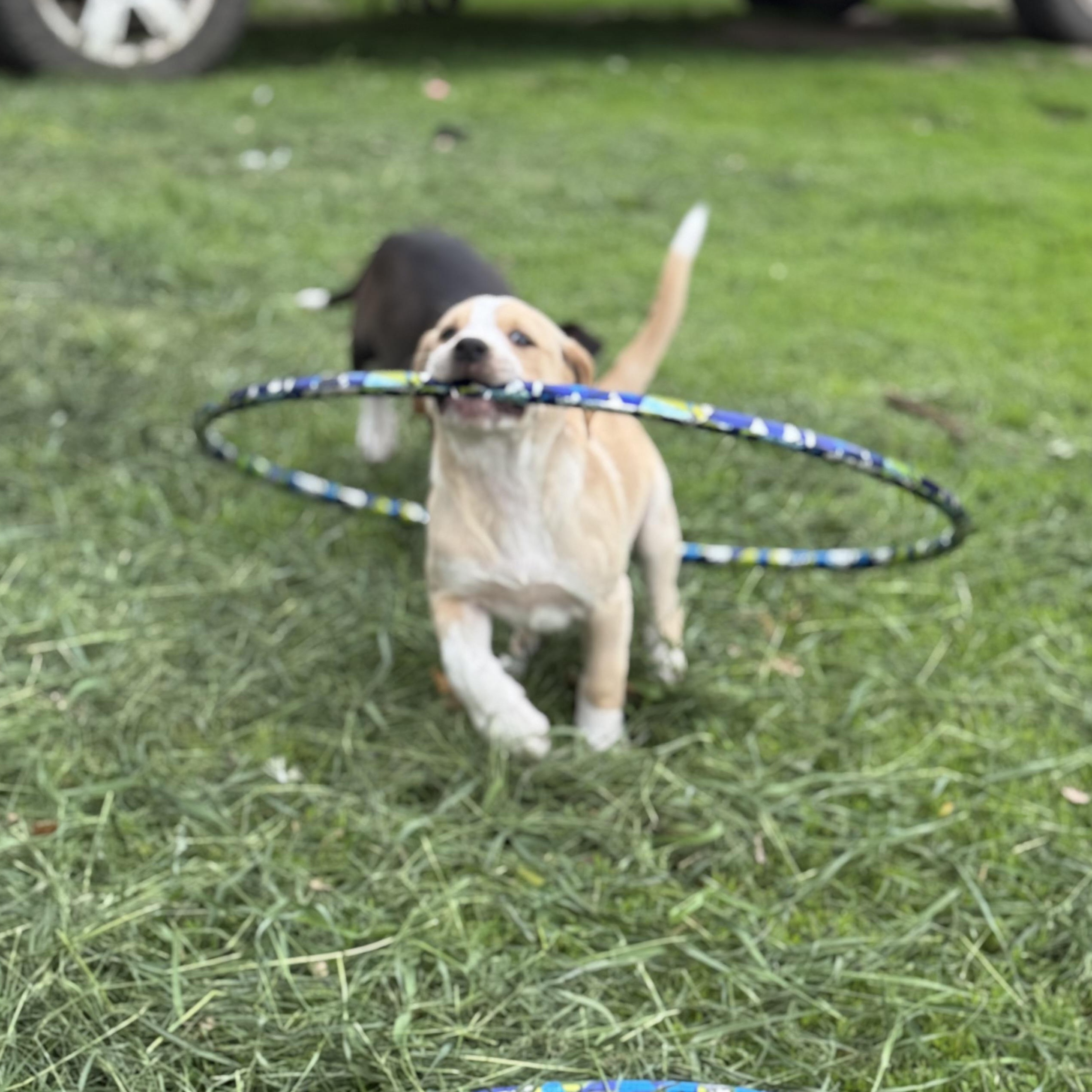 Enlarge Tater, a Adoptable Mixed Breed in minneapolis, MN image 3/5