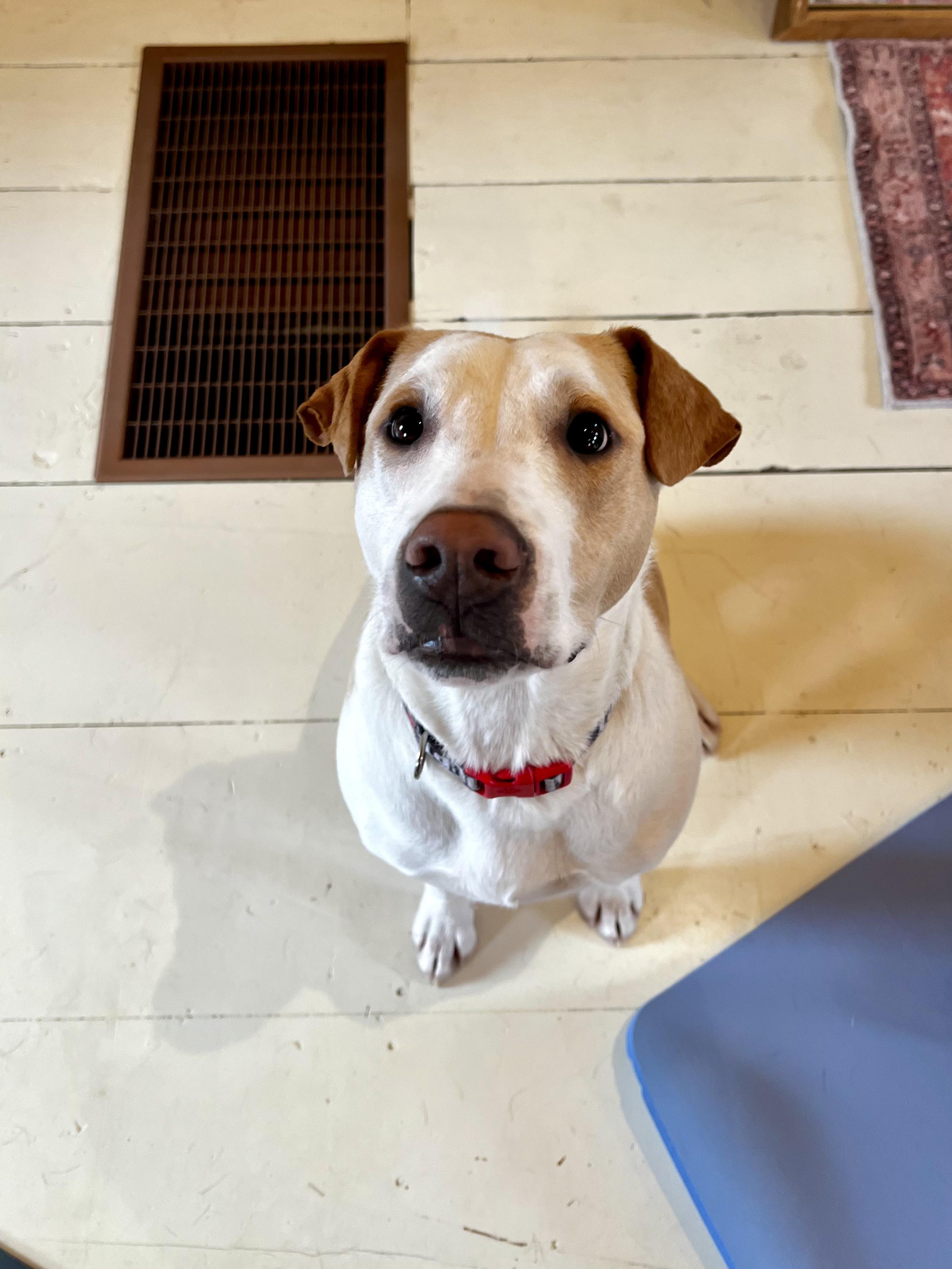 Enlarge Tater, a Adoptable Mixed Breed in minneapolis, MN image 1/5