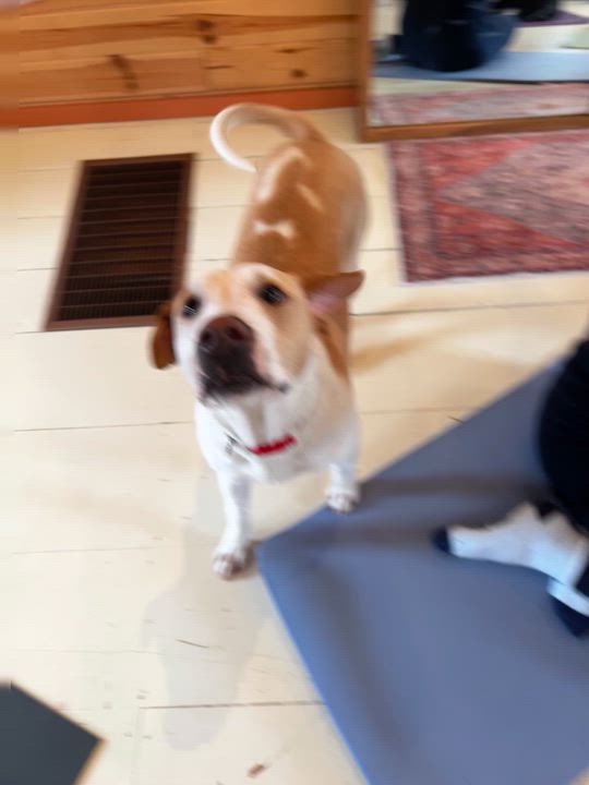 Enlarge Tater, a Adoptable Mixed Breed in minneapolis, MN video 2/5