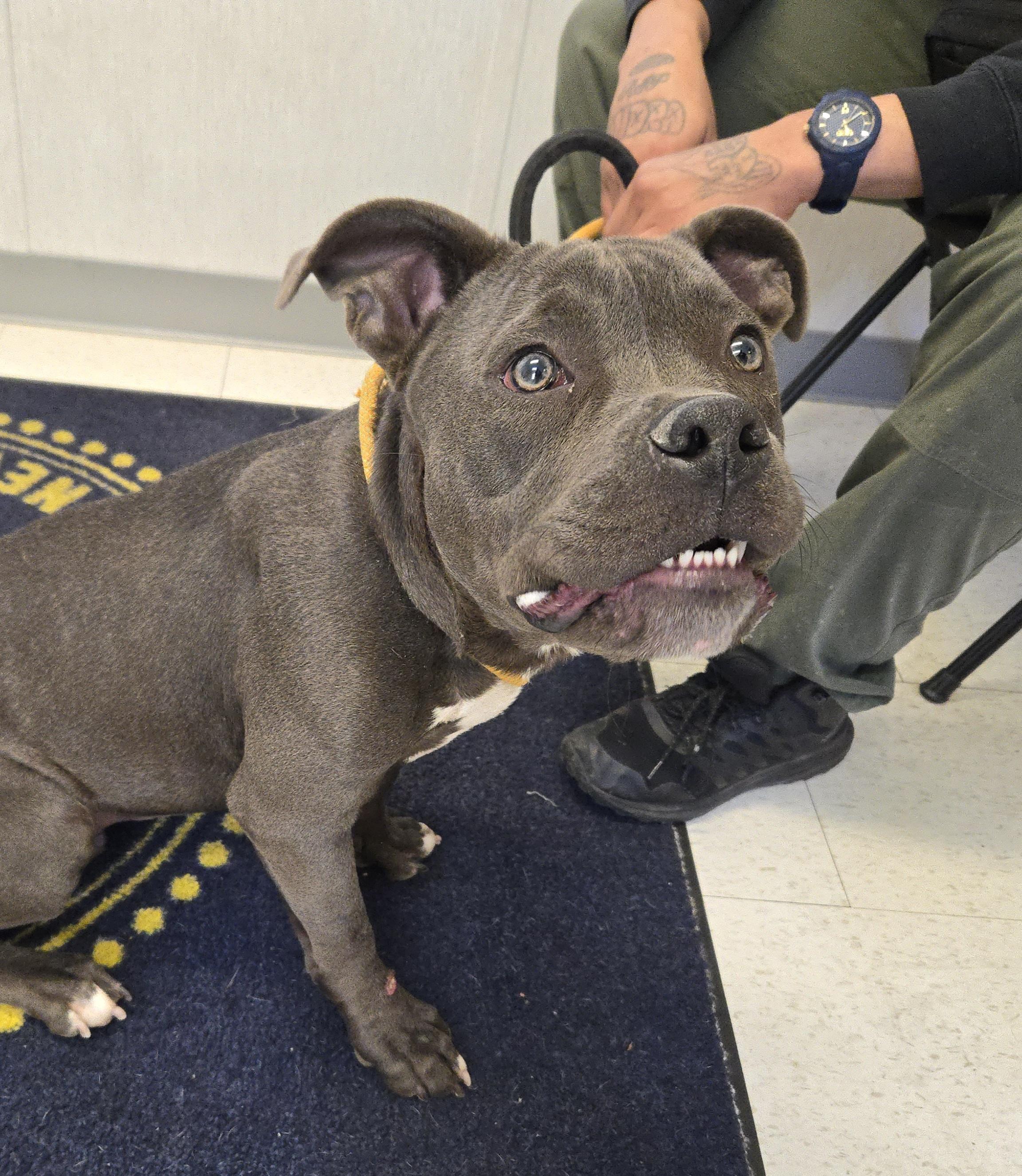 Maurice, ADOPTABLE, Adult Male Pit Bull Terrier.