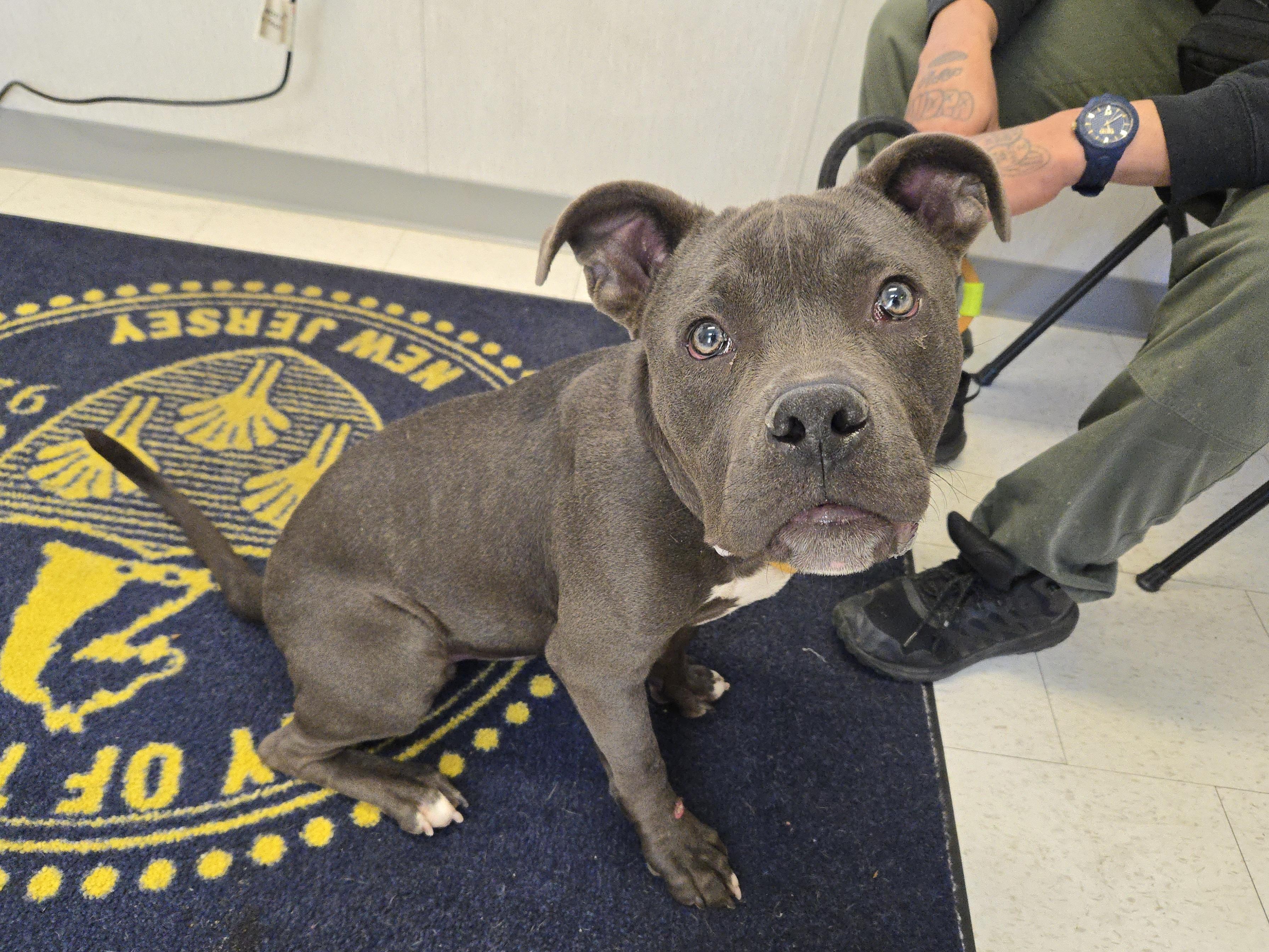 Enlarge Maurice, a ADOPTABLE Pit Bull Terrier in Trenton, NJ image 3/3