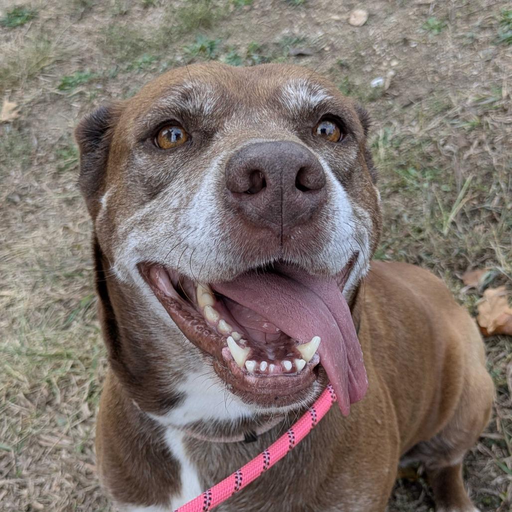 Enlarge Neva K22, a Adoptable mixed breed in Union, MO image 1/4