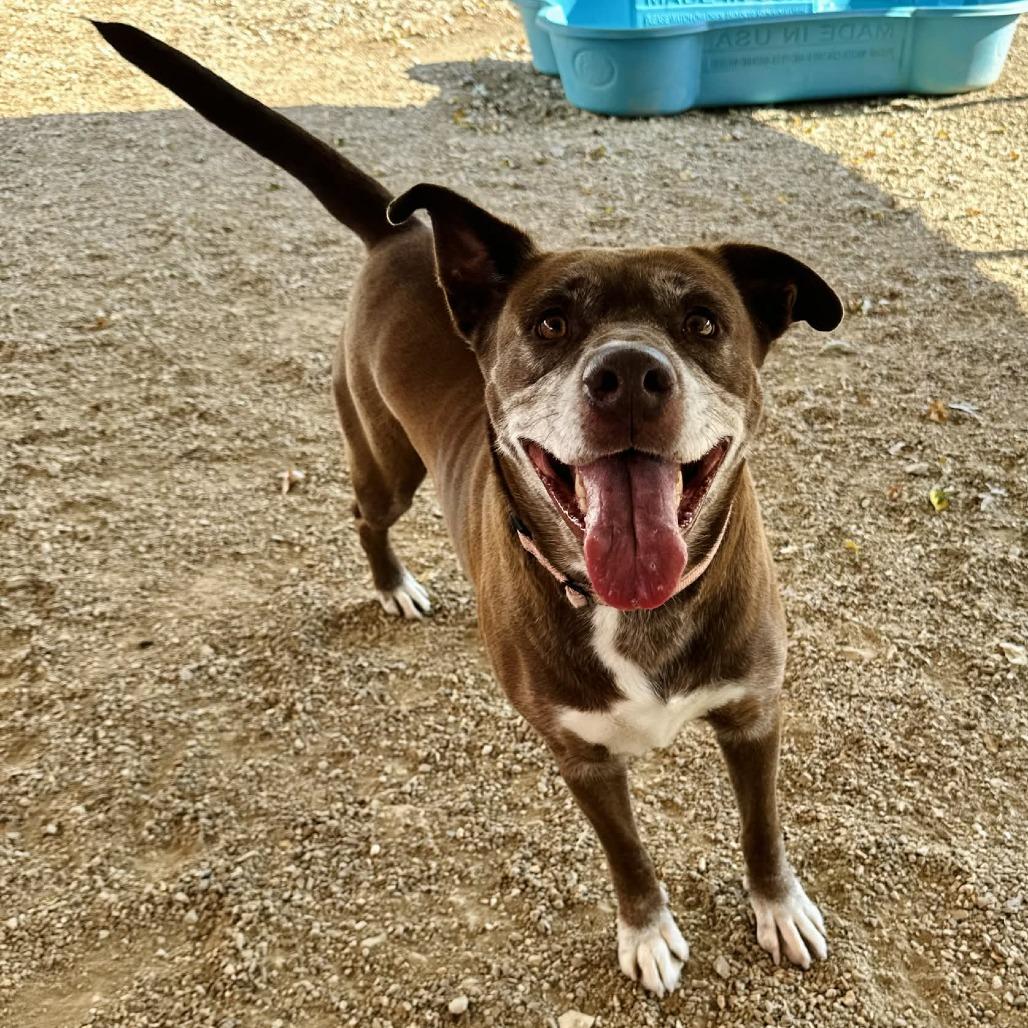 Enlarge Neva K22, a Adoptable mixed breed in Union, MO image 2/4