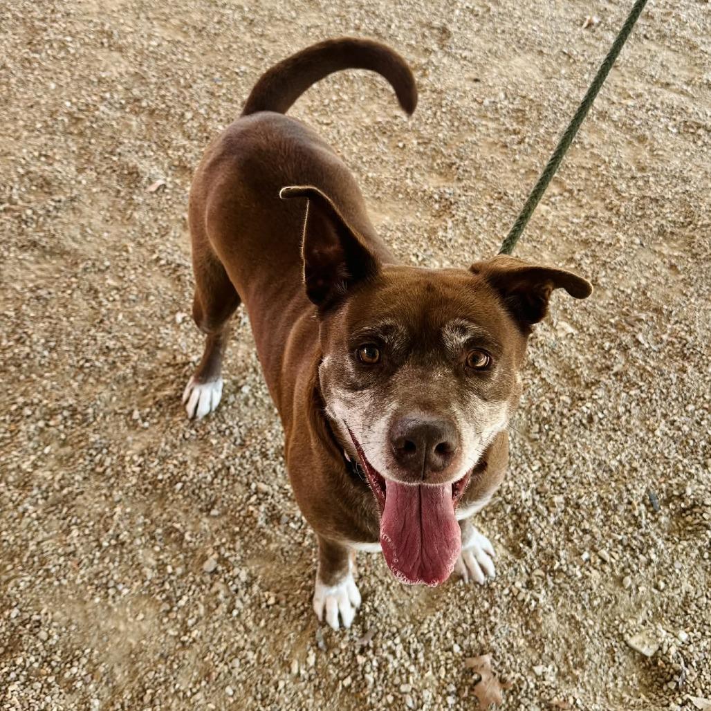 Enlarge Neva K22, a Adoptable mixed breed in Union, MO image 3/4