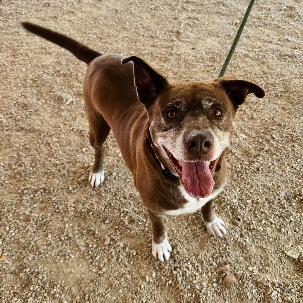 Enlarge Neva K22, a Adoptable mixed breed in Union, MO image 4/4