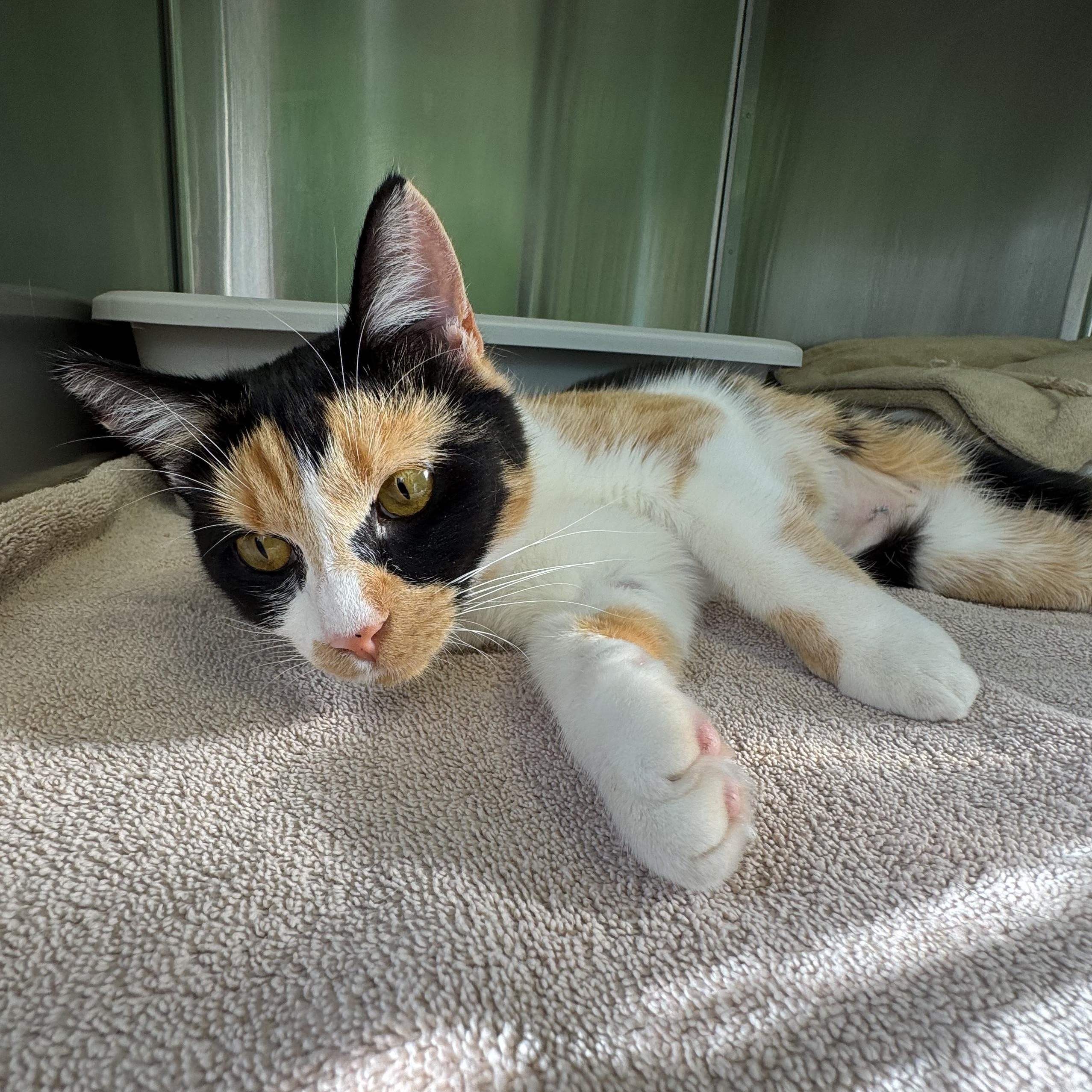 Enlarge Marigold, a ADOPTABLE mixed breed in Greenbelt, MD image 3/3