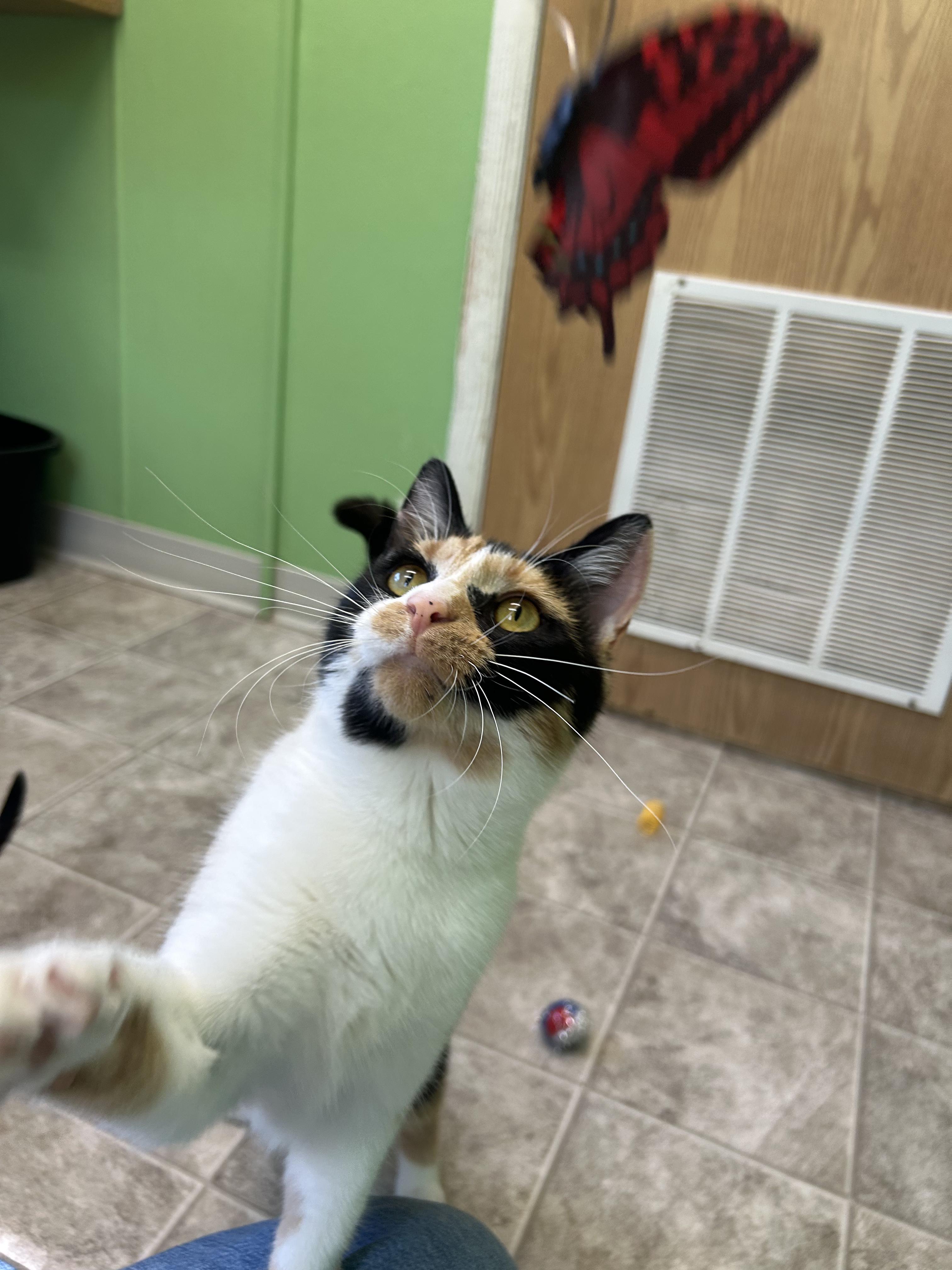 Marigold, an adoptable mixed breed in Greenbelt, MD image 3/6