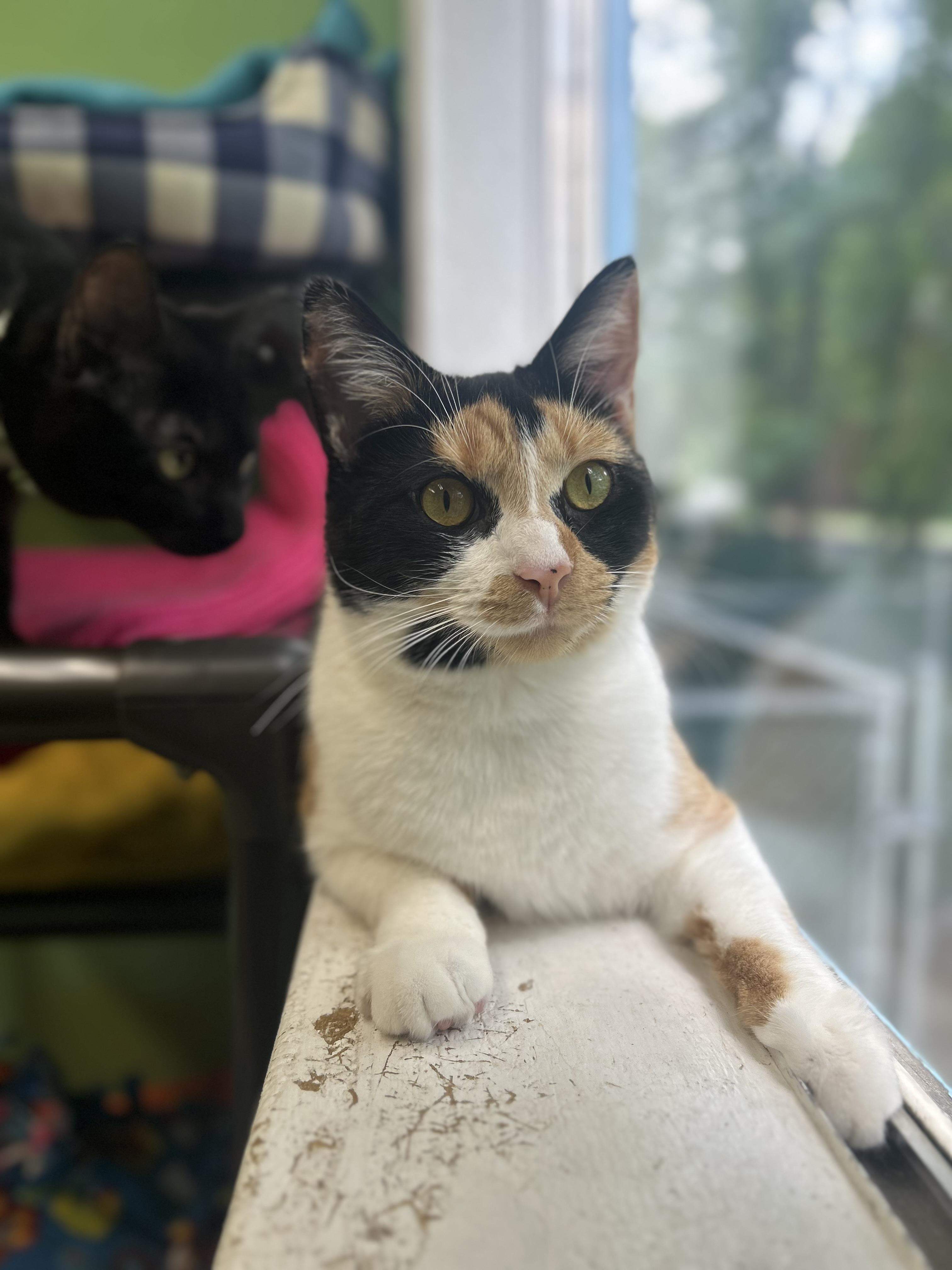 Marigold, an adoptable mixed breed in Greenbelt, MD image 1/6
