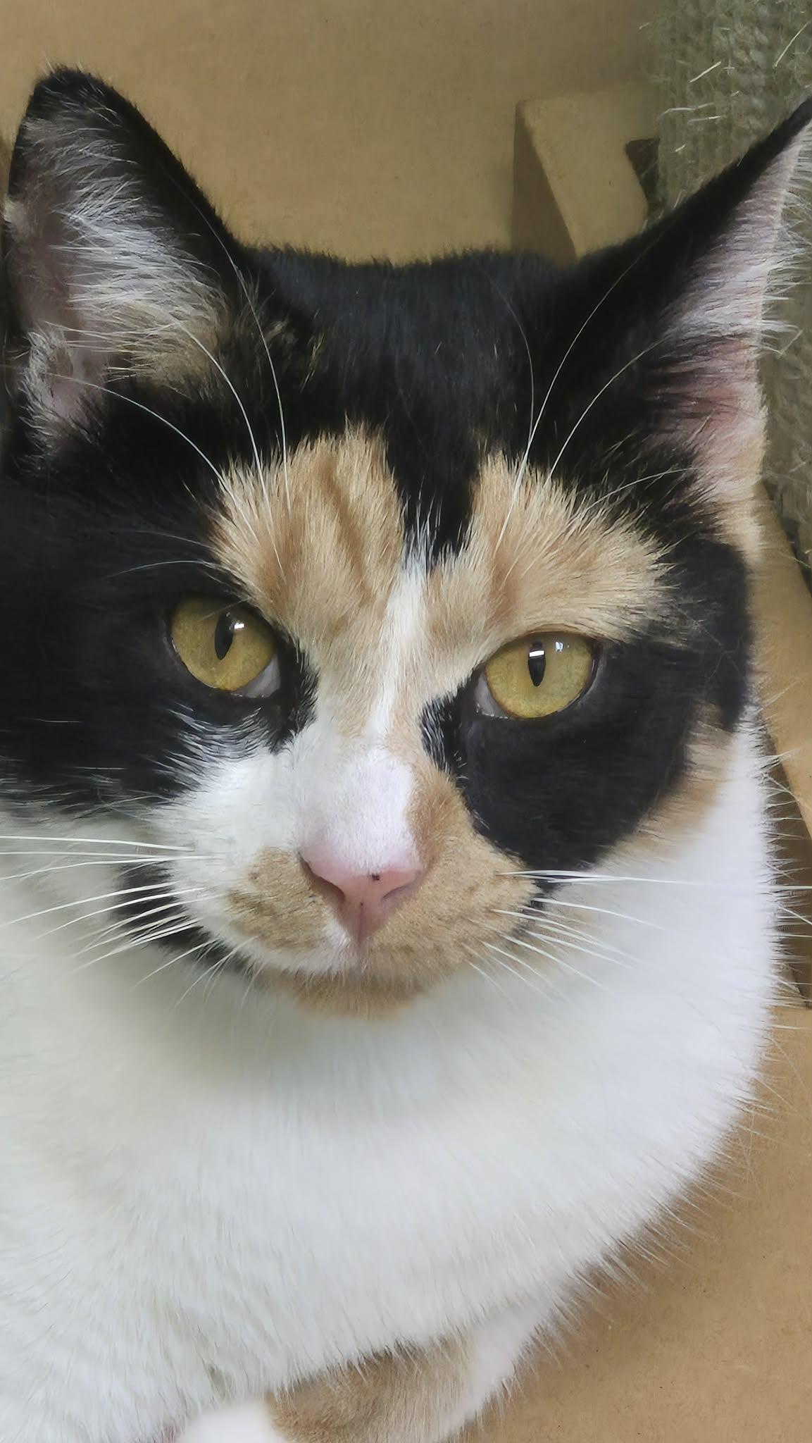 Enlarge Marigold, an adoptable mixed breed in Greenbelt, MD image 2/5