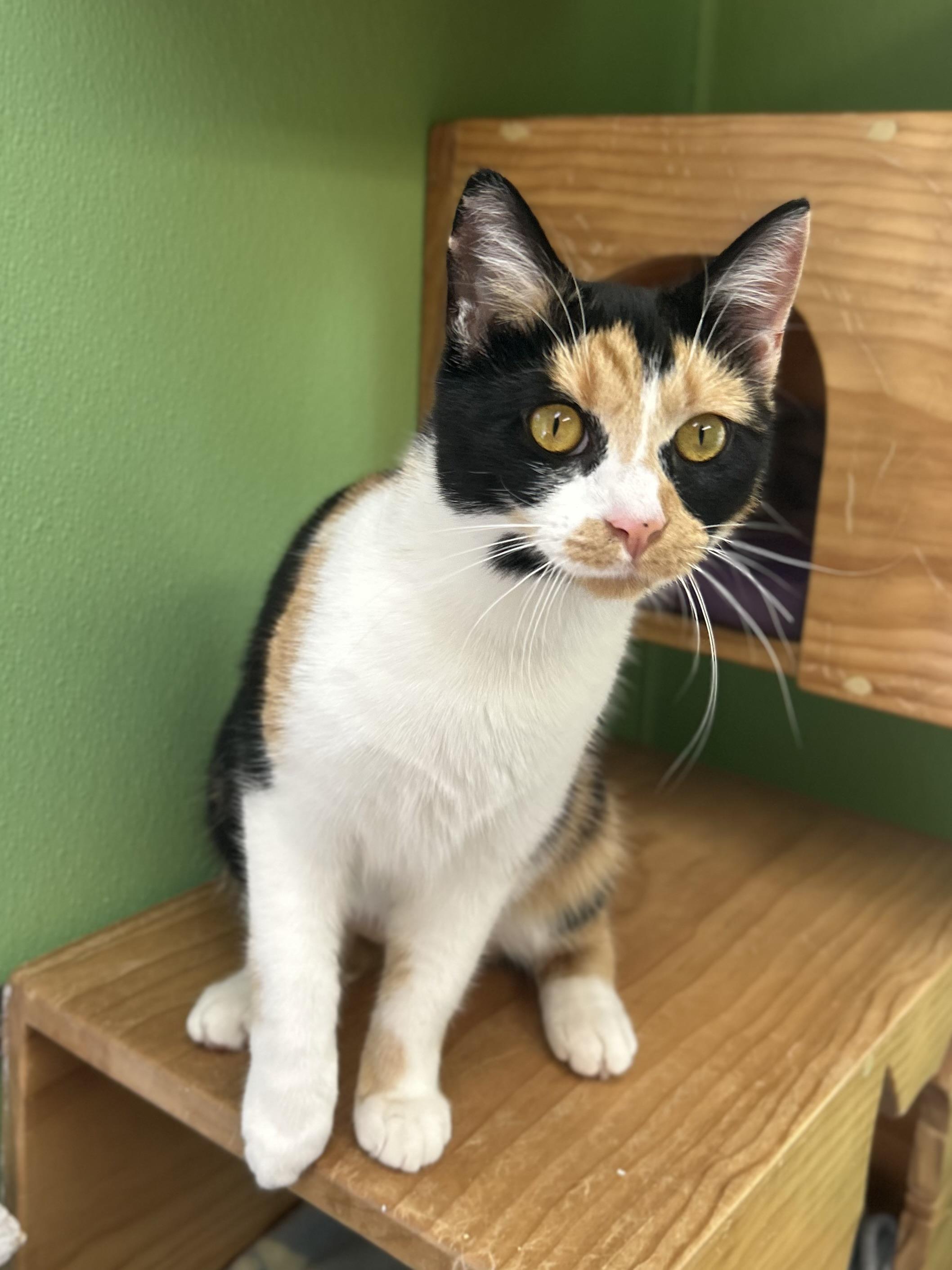 Marigold, adoptable, Adult Female Domestic Short Hair.