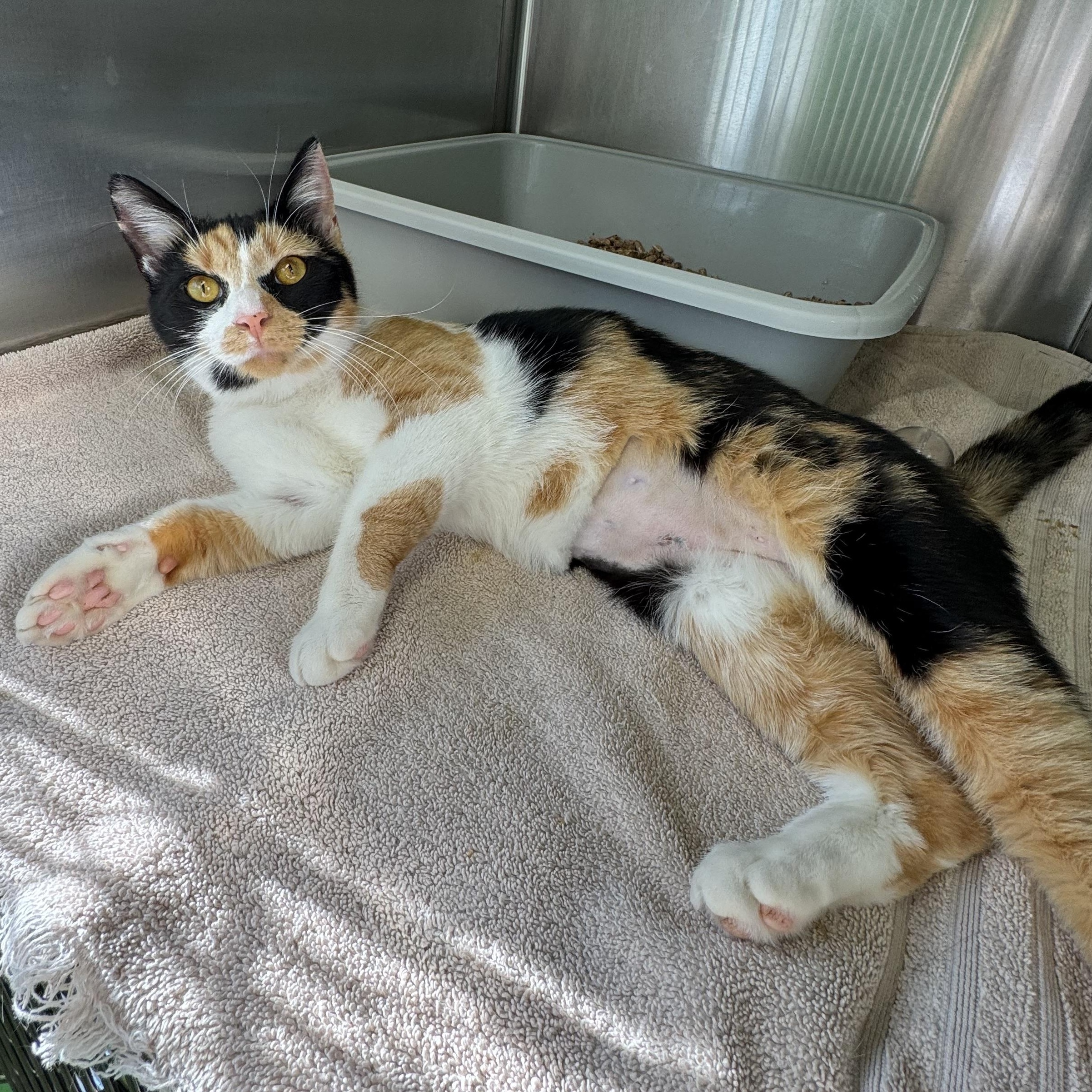 Enlarge Marigold, a ADOPTABLE mixed breed in Greenbelt, MD image 2/3