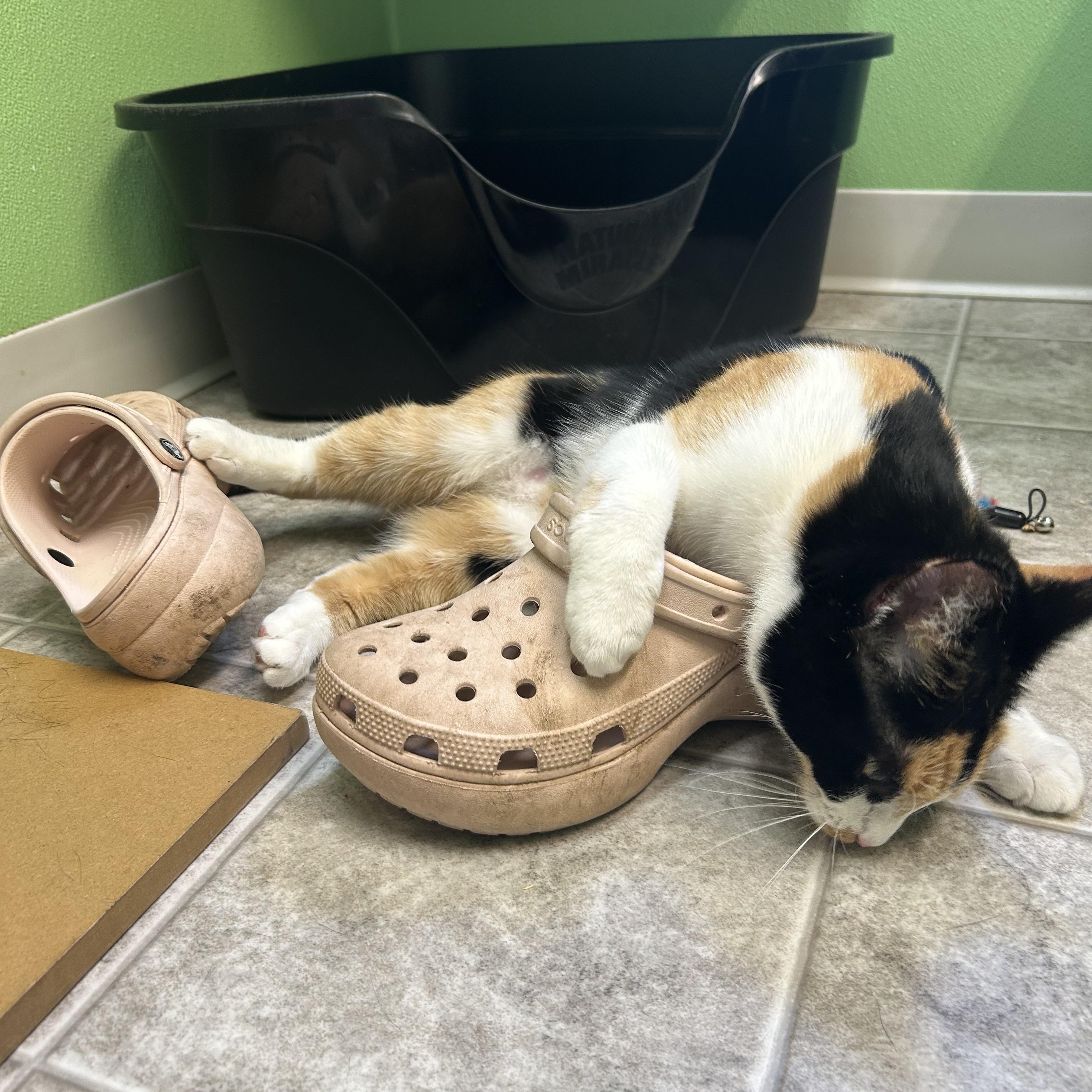 Marigold, an adoptable mixed breed in Greenbelt, MD image 2/6