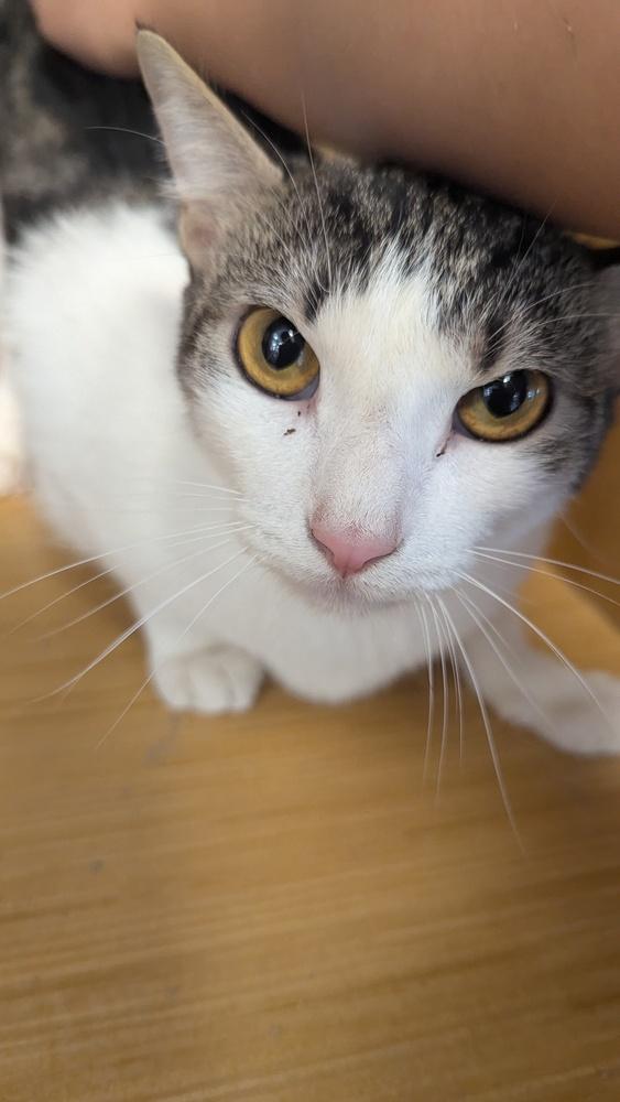 Enlarge Gimme Smore 6786, a Adoptable Domestic Short Hair in Dallas, TX image 1/5