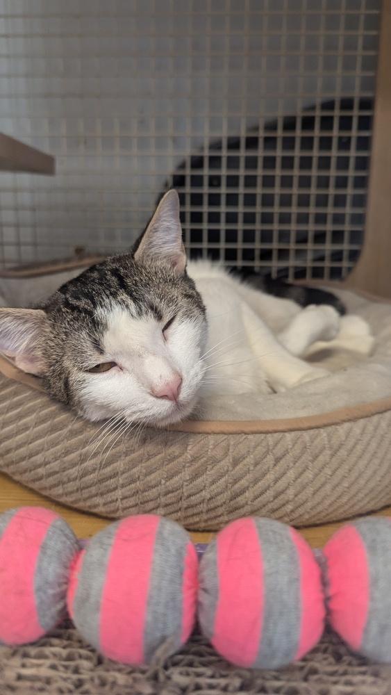 Enlarge Gimme Smore 6786, a Adoptable Domestic Short Hair in Dallas, TX image 2/5