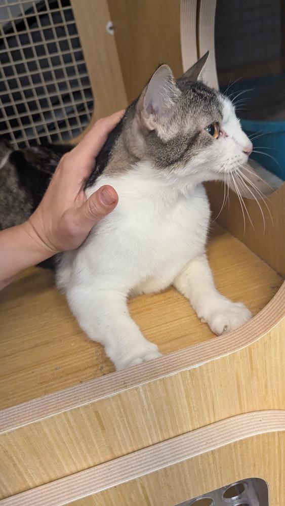 Enlarge Gimme Smore 6786, a Adoptable Domestic Short Hair in Dallas, TX image 3/5