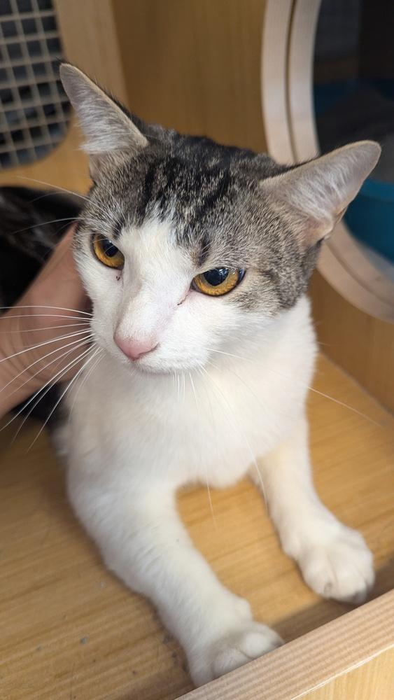 Enlarge Gimme Smore 6786, a Adoptable Domestic Short Hair in Dallas, TX image 4/5