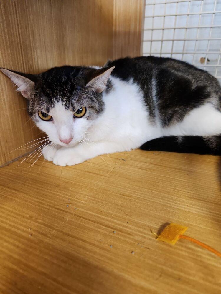 Enlarge Gimme Smore 6786, a Adoptable Domestic Short Hair in Dallas, TX image 5/5