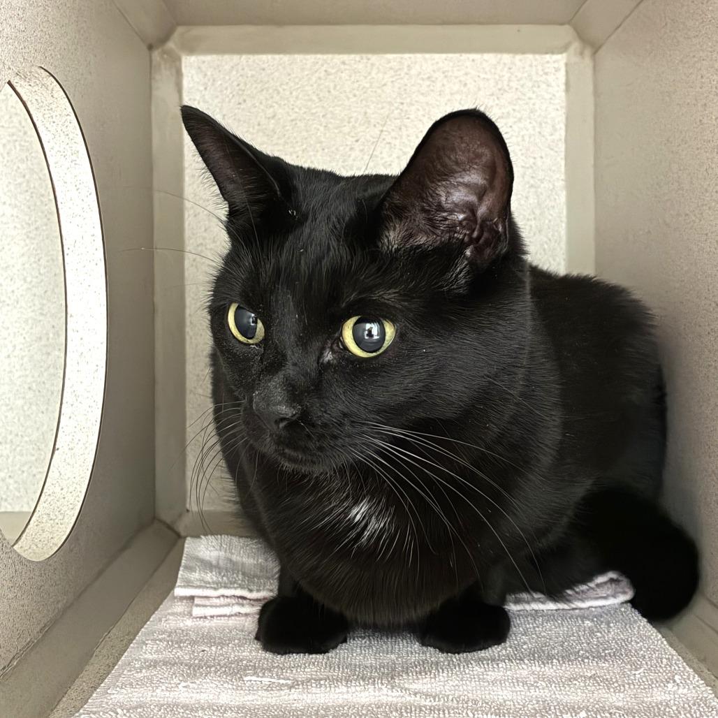 Enlarge Serena, a Adoptable Domestic Short Hair in Skokie, IL image 1/6