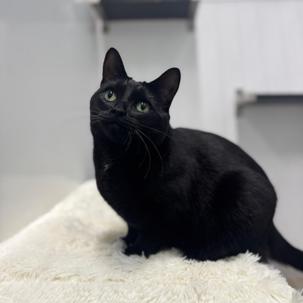 Enlarge Serena, a Adoptable Domestic Short Hair in Skokie, IL image 2/6