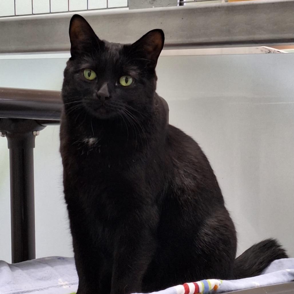 Enlarge Serena, a Adoptable Domestic Short Hair in Skokie, IL image 3/6