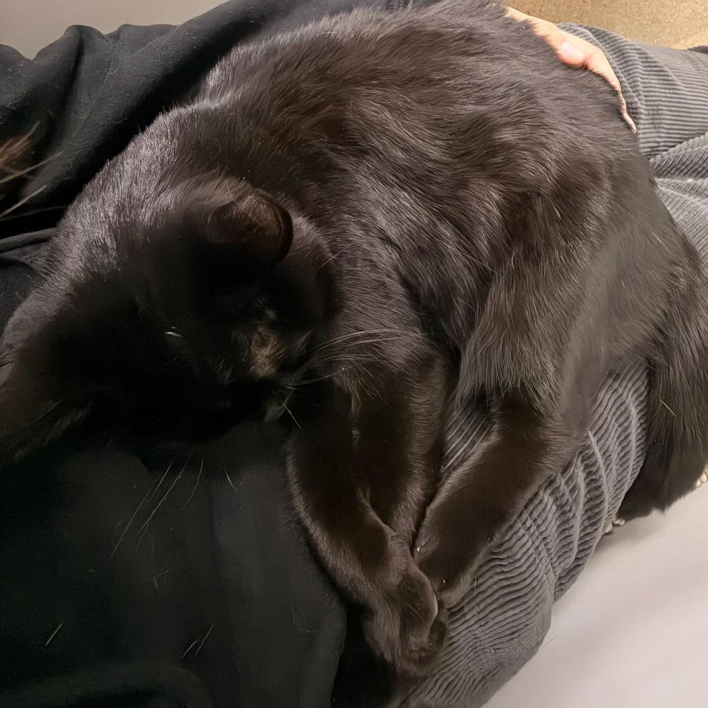 Enlarge Serena, a Adoptable Domestic Short Hair in Skokie, IL image 4/6