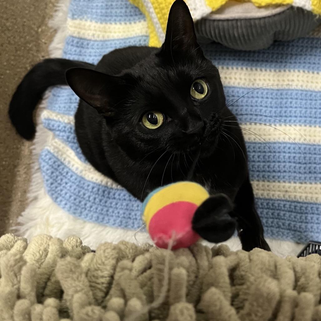 Enlarge Serena, a Adoptable Domestic Short Hair in Skokie, IL image 5/6