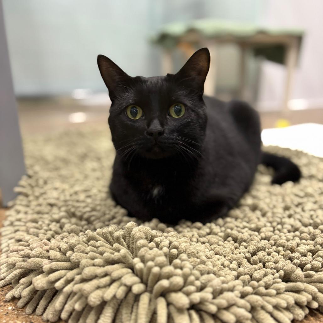 Enlarge Serena, a Adoptable Domestic Short Hair in Skokie, IL image 5/6