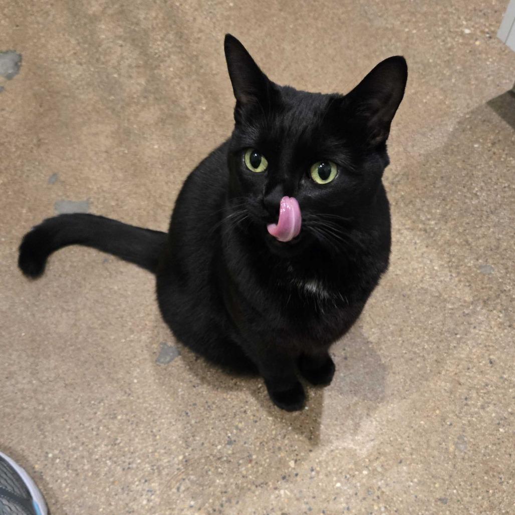 Enlarge Serena, a Adoptable Domestic Short Hair in Skokie, IL image 6/6