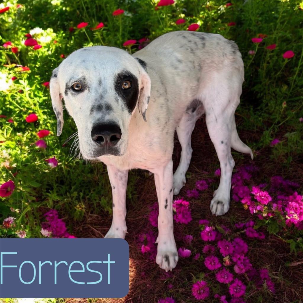 Enlarge Forest, a Adoptable mixed breed in Camden, TN image 1/1