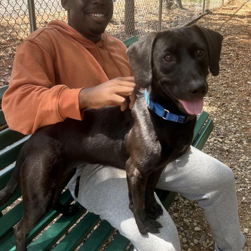 Anjelica, Adoptable, Young Female Dachshund & Hound.