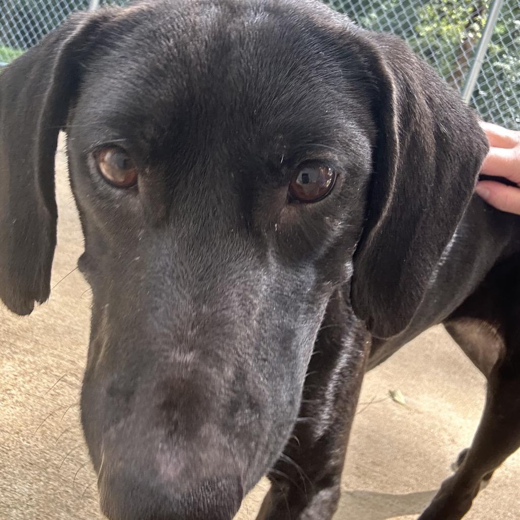 Enlarge Anjelica, a Adoptable mixed breed in Tuscaloosa, AL image 2/6