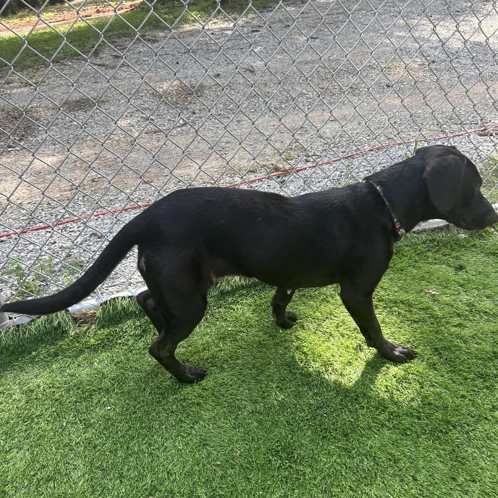 Enlarge Anjelica, a Adoptable mixed breed in Tuscaloosa, AL image 3/6