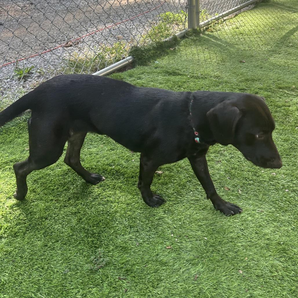 Enlarge Anjelica, a Adoptable mixed breed in Tuscaloosa, AL image 4/6