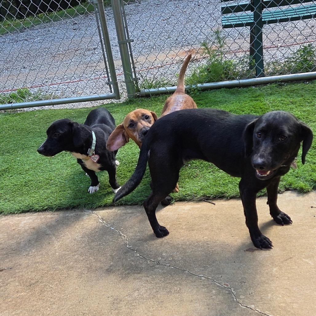 Enlarge Anjelica, a Adoptable mixed breed in Tuscaloosa, AL image 5/6